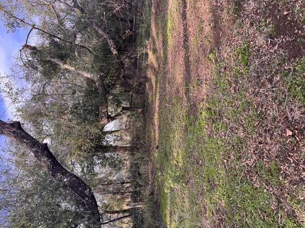 Images Trent's Tree Service The Neighborhood Arborist LLC