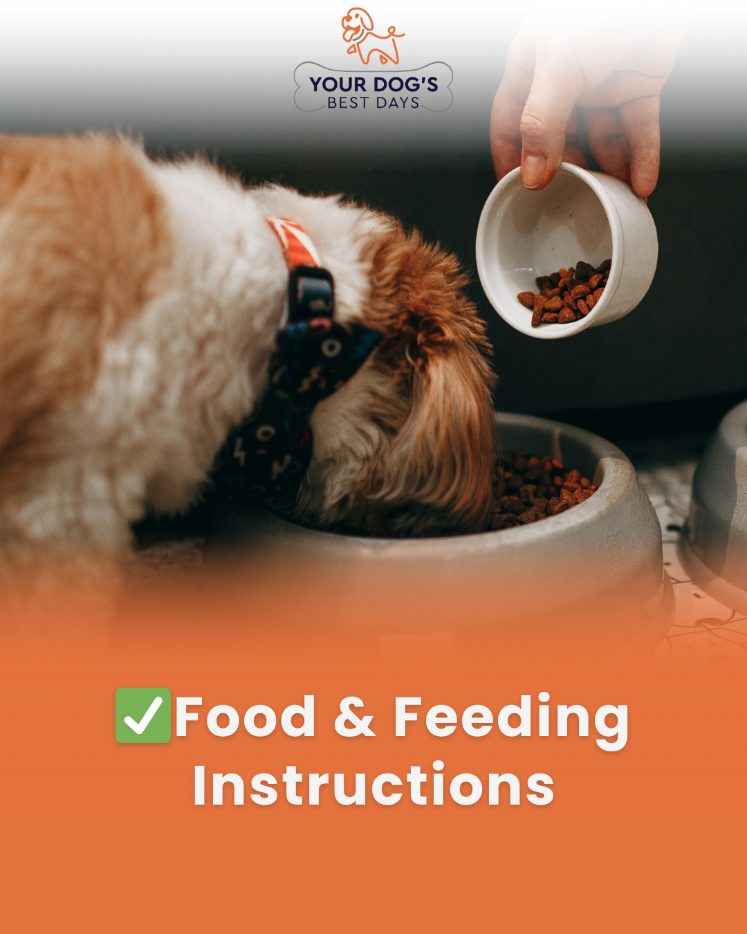 Dog boarding meal care photo showing food being prepared, highlighting the importance of clear food and feeding instructions.