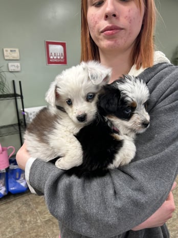 Images VCA All Pet Animal Hospital/Taylorsville