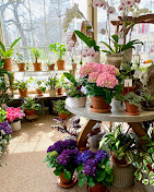 Images Pittsford Florist