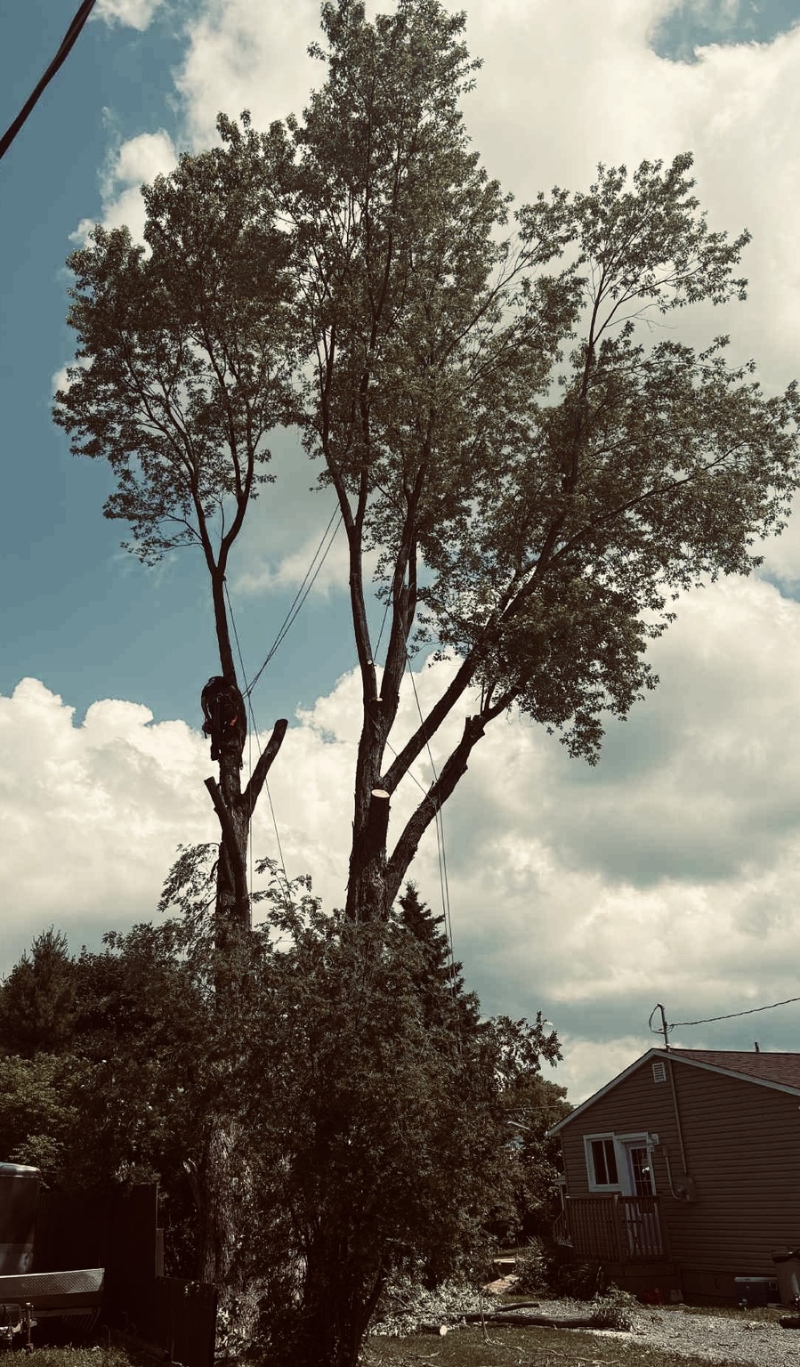 Images Gee's Trees Inc.