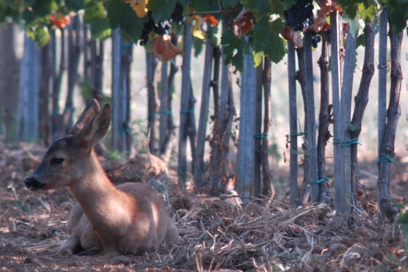 Images Azienda Vitivinicola Mustiaio