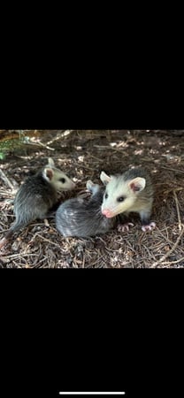 Images RP Rodent Control & Prevention