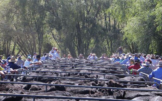 Images Monaro Livestock & Property Pty Ltd