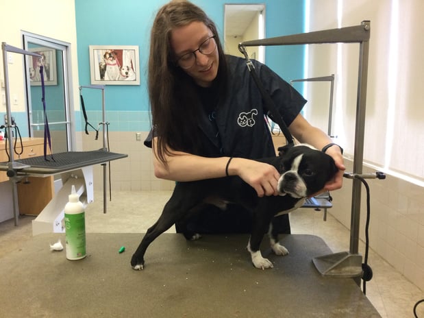 Images Petco Grooming
