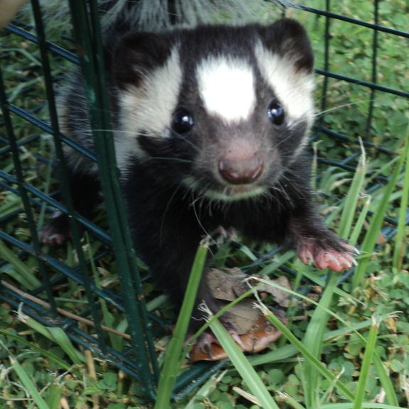 Pest skunk removal services in Florida