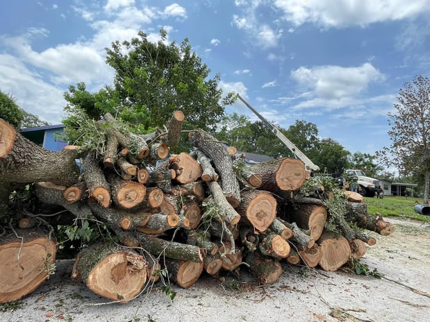 Images Tree Amigos Orlando