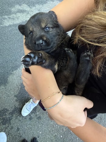 Images Pro Canine Center