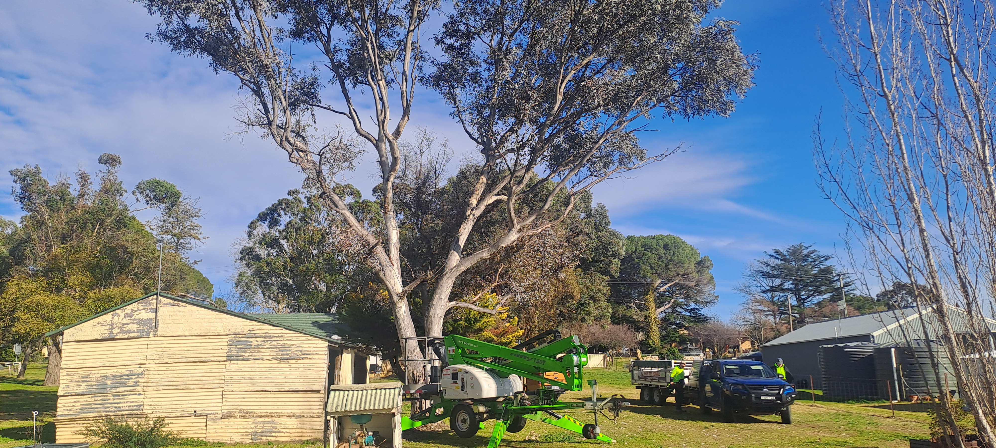 Images Phil's Tree Service