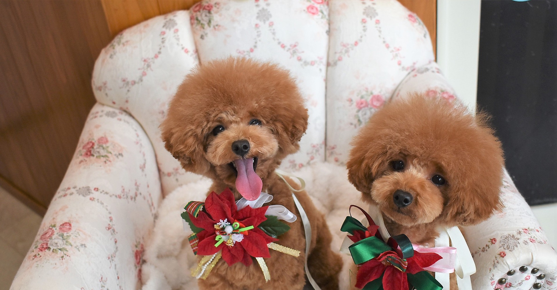 Images わんわんスタイルANNE