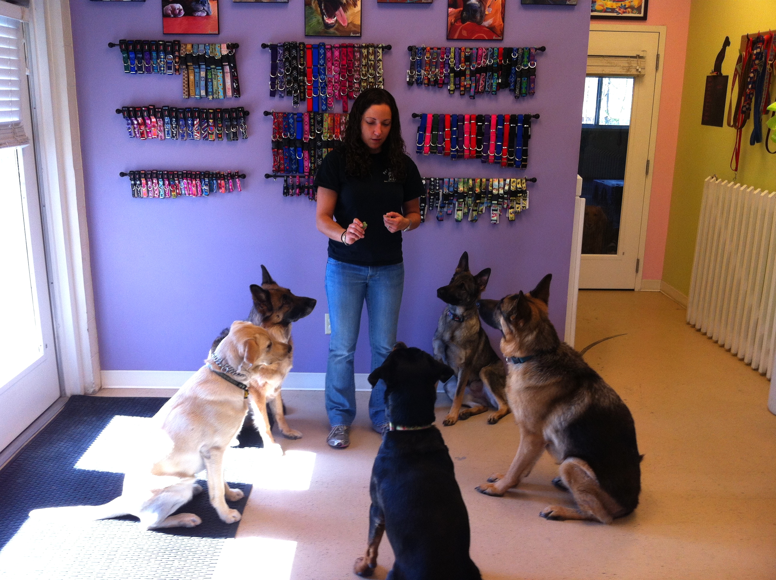 Pet Degree Dog Training Center Coupons near me in Trumbull ...