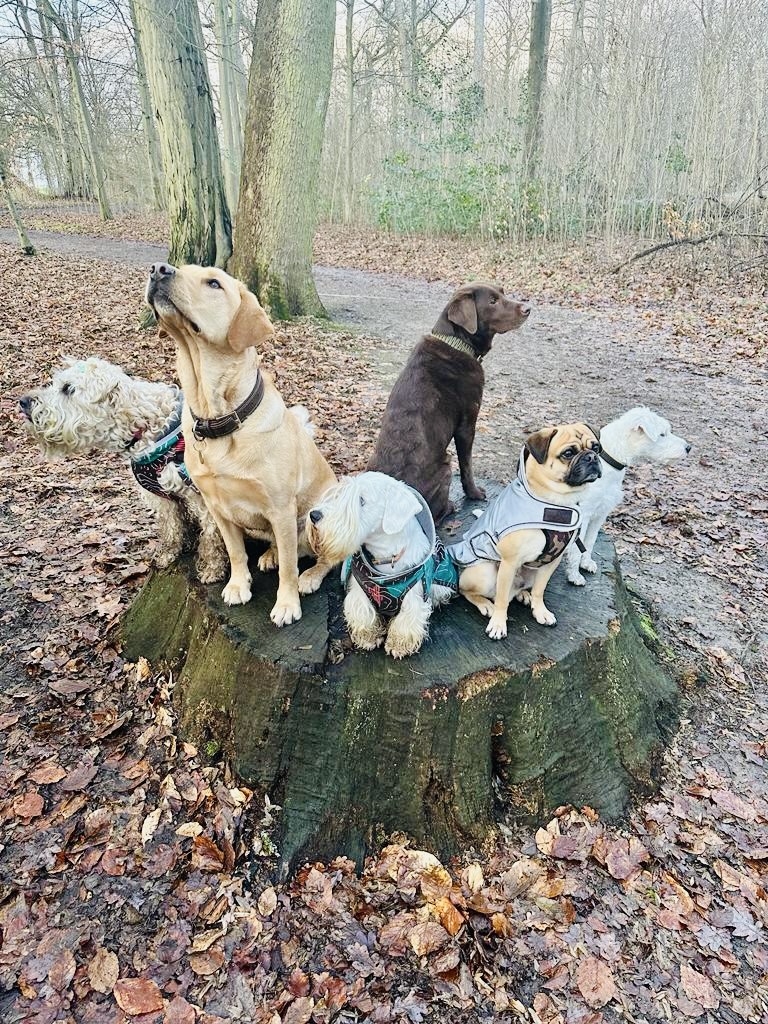 Hundecollege Hamburg, Farnstieg 9 in Hamburg