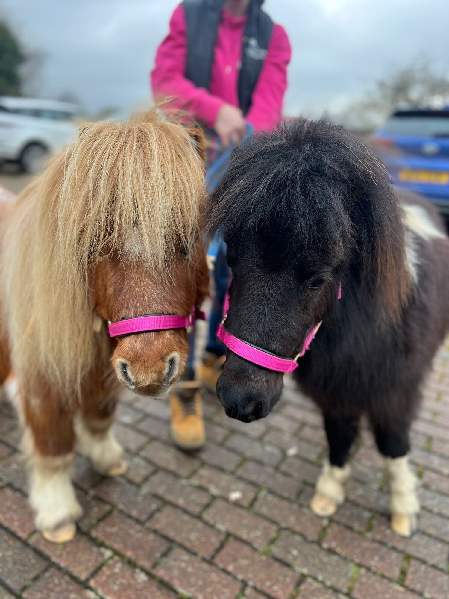 Images Kent Equine Therapy Ponies