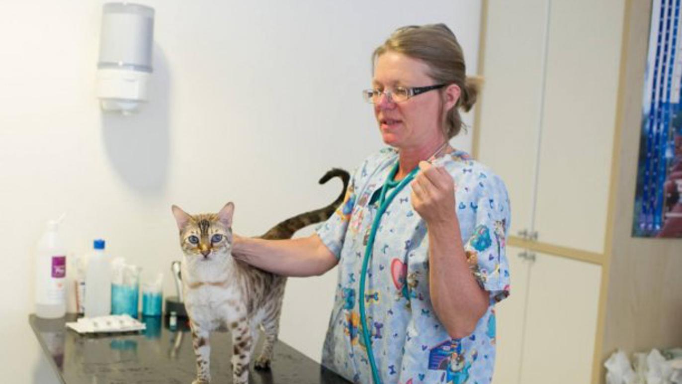 Images Sjöstadens Veterinär, AB