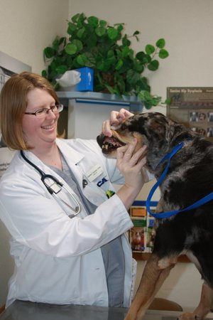 Images VCA Crestwood Animal Hospital