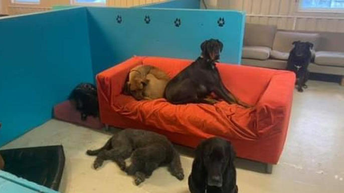 Images Primeras Hunddagis