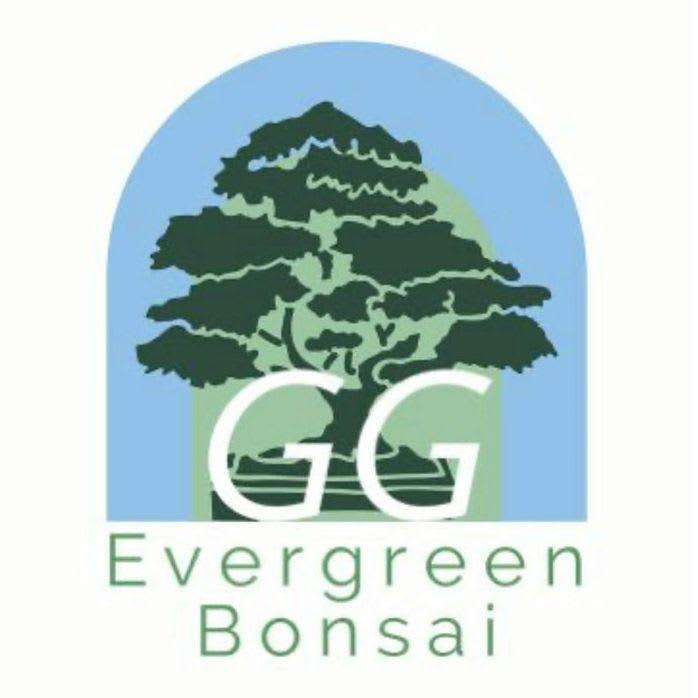 Images GG Evergreen Bonsai
