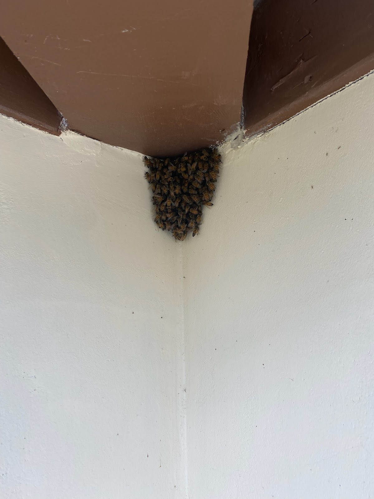 Superior Bee Control - Wall beehive removal 