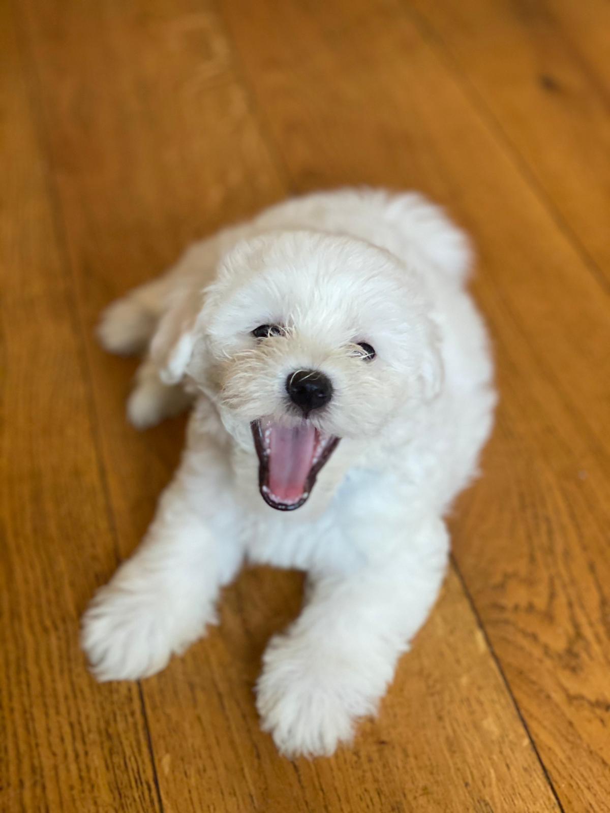 Images Pet People Vets - East Sheen