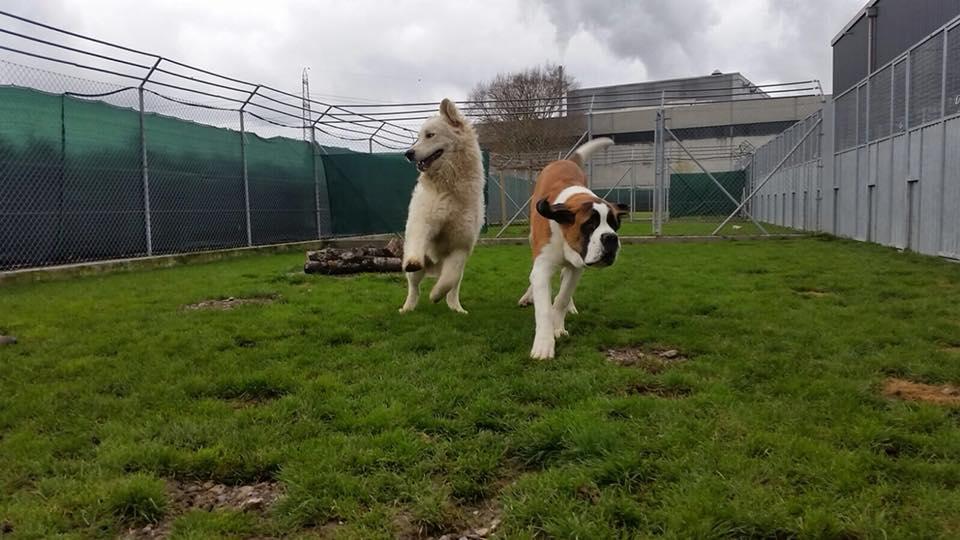 Tierhotel 5 Stern, Grienackerweg 3 in Niedergösgen