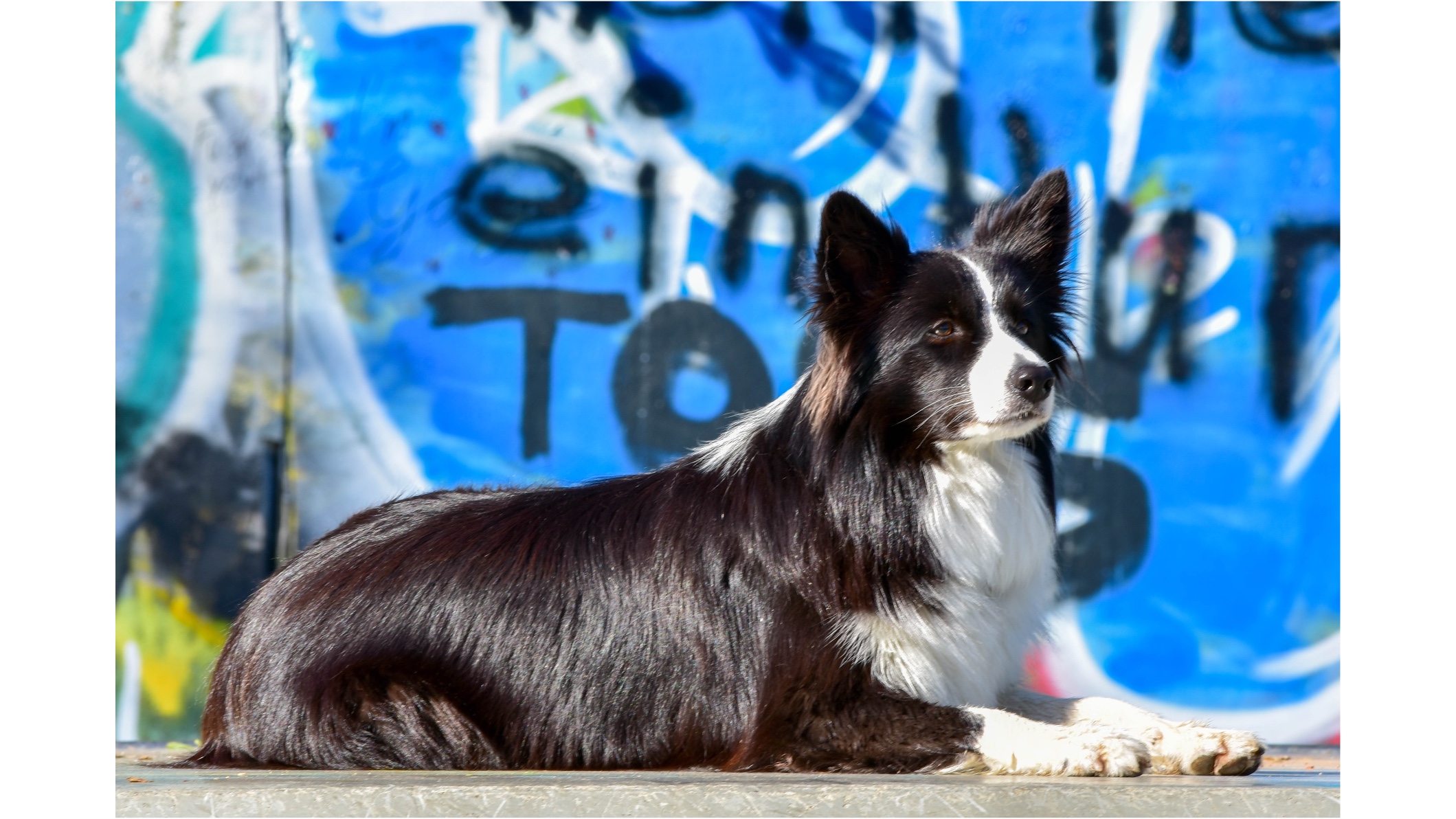 Carmens-Hundetraining mit Herz und Verstand in Badenweiler - Logo