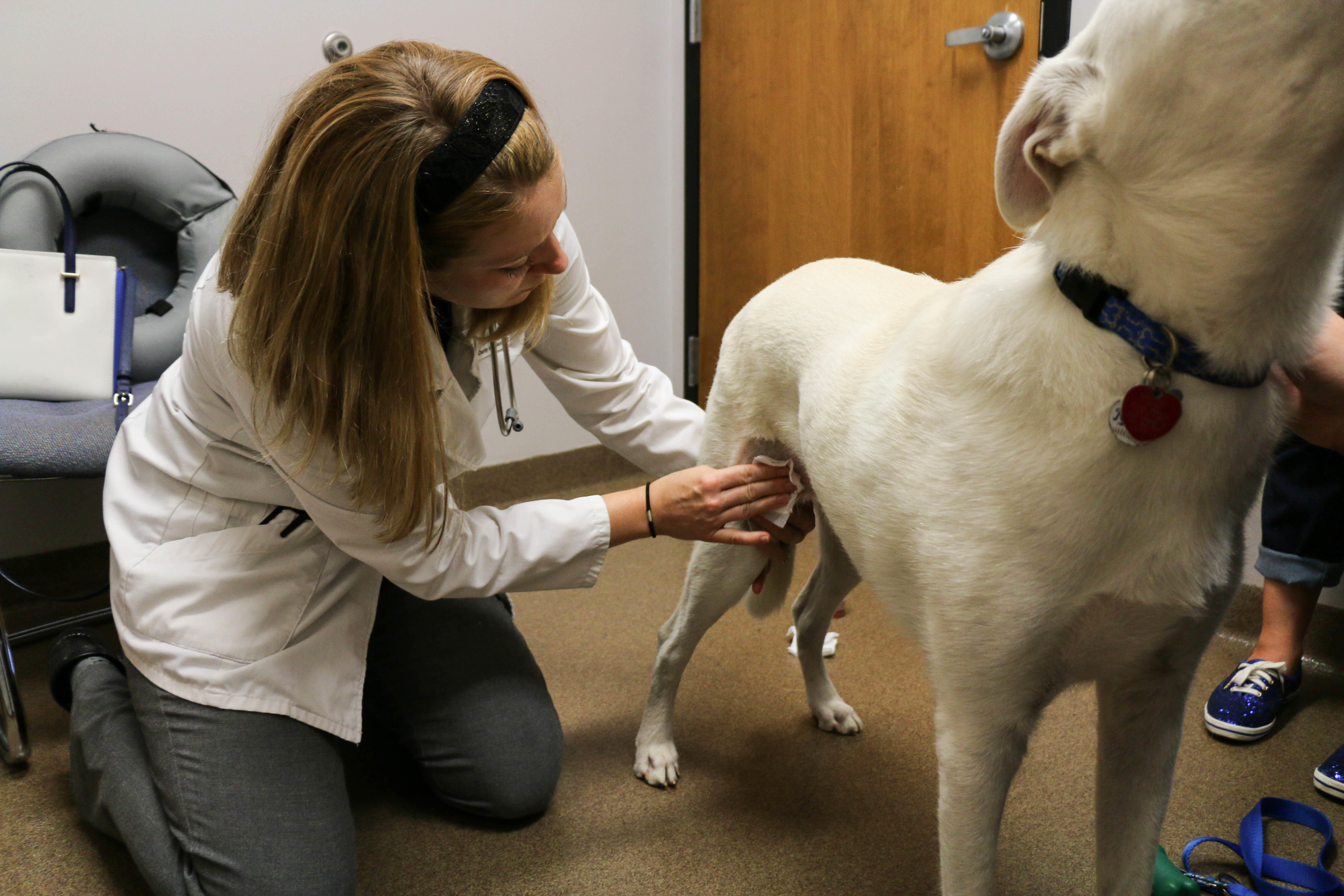 Dr. Vuagniaux is treating this patient’s hot spot. In veterinary medicine, a hot spot is a skin lesi AniMed Animal Hospital Blue Springs (816)220-0222