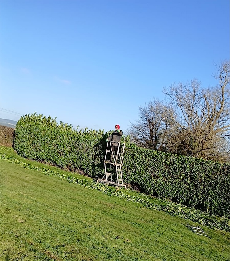 Trimming Hedges