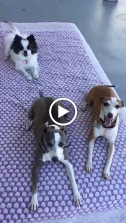 Images Del Mar Doggers dog walking, dog sitting, overnight stays