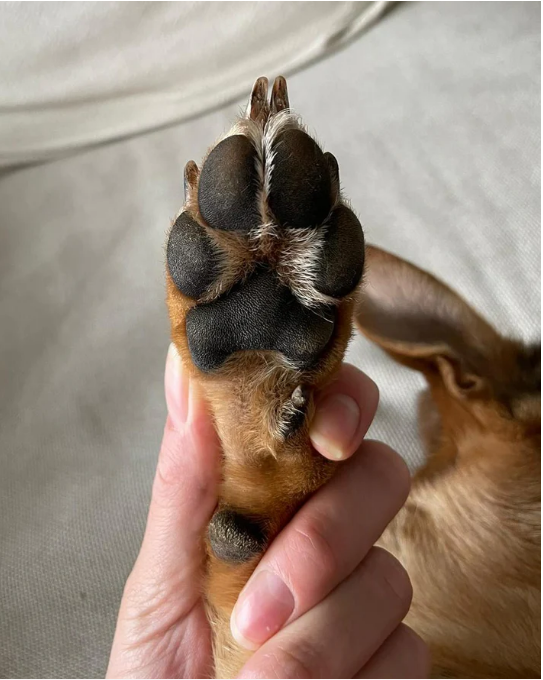 Mein Pfotenschmuck, Weißdornweg 47 in Hilden