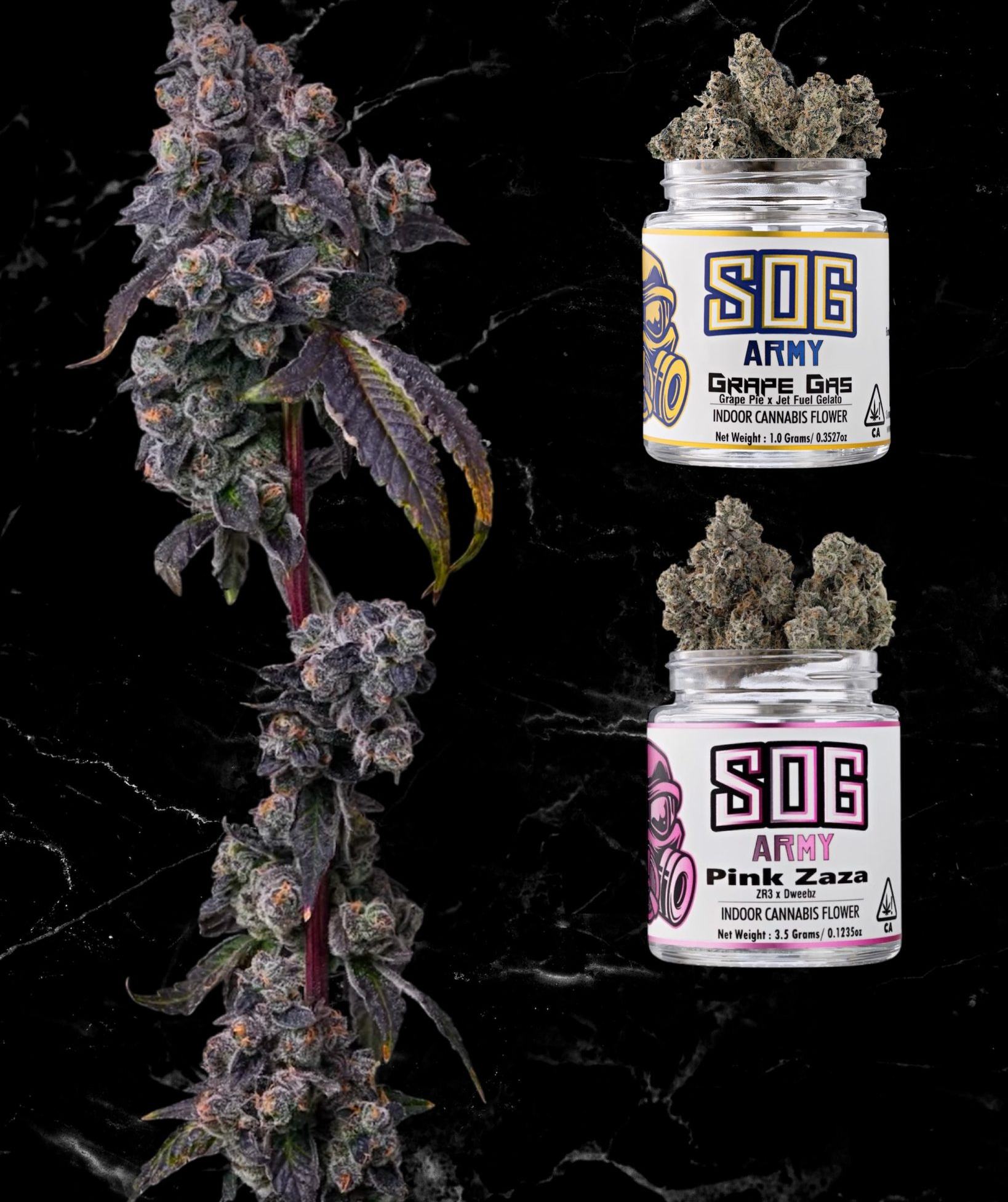 Banyan Tree Fresno Image