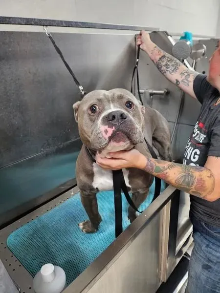 Pawllywood Kingdom Image