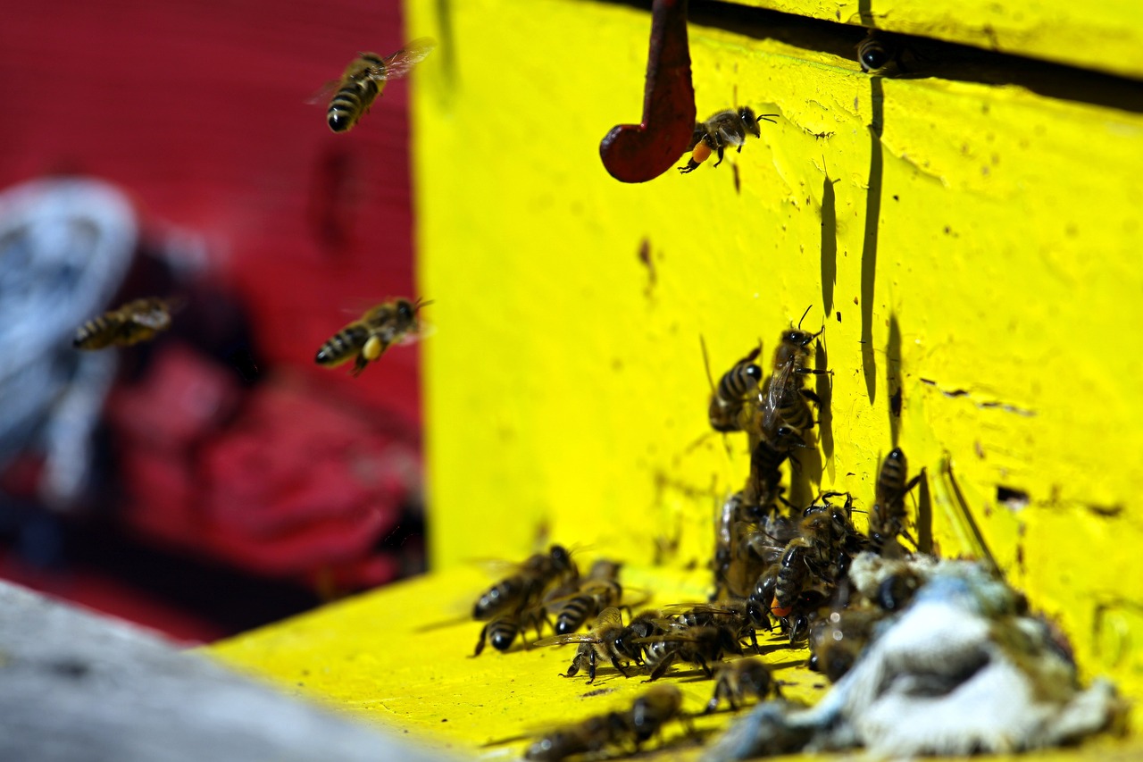 Images Port Phillip Pest Control