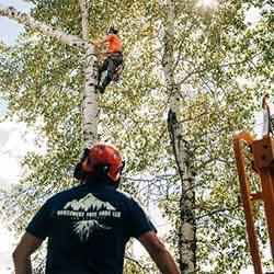 Images Northwest Tree Care LLC