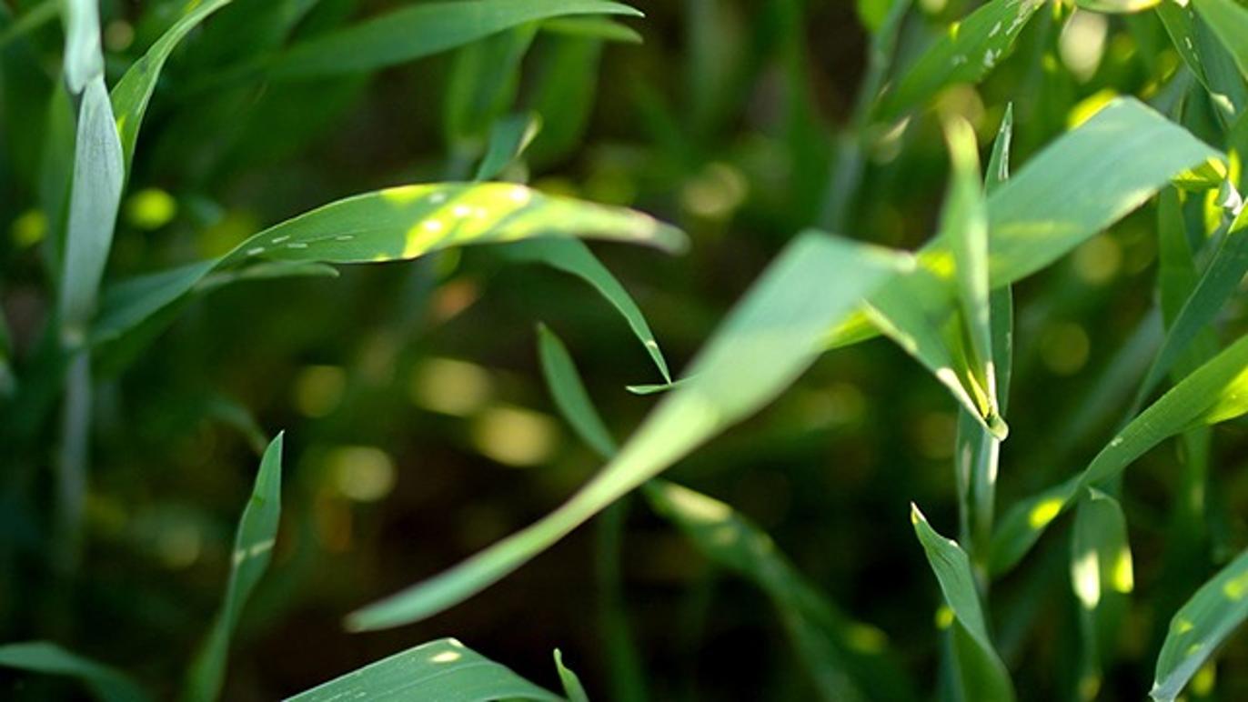 Images Cebeco Fourage A/S