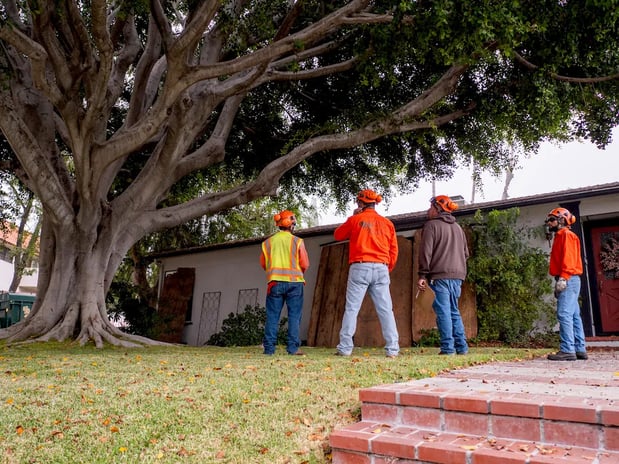 Images Pacific West Tree Care Inc.