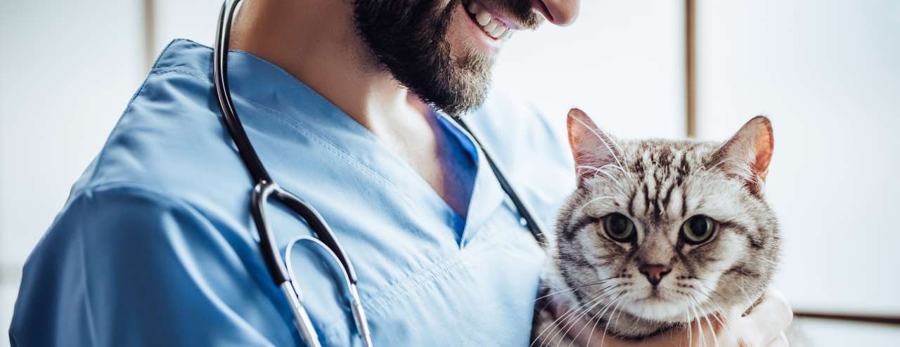 Das bietet Ihnen die Allianz Katzenkranken­versicherung - Allinaz Thomas Schmidbauer