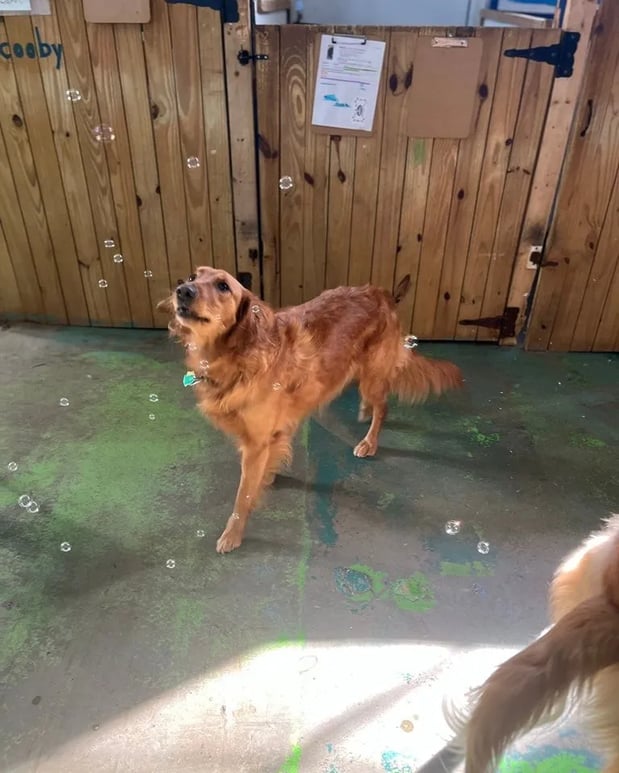 Images Wagging Tails Doggie Daycare & Boarding
