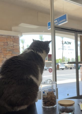 Images VCA Del Lago Animal Hospital