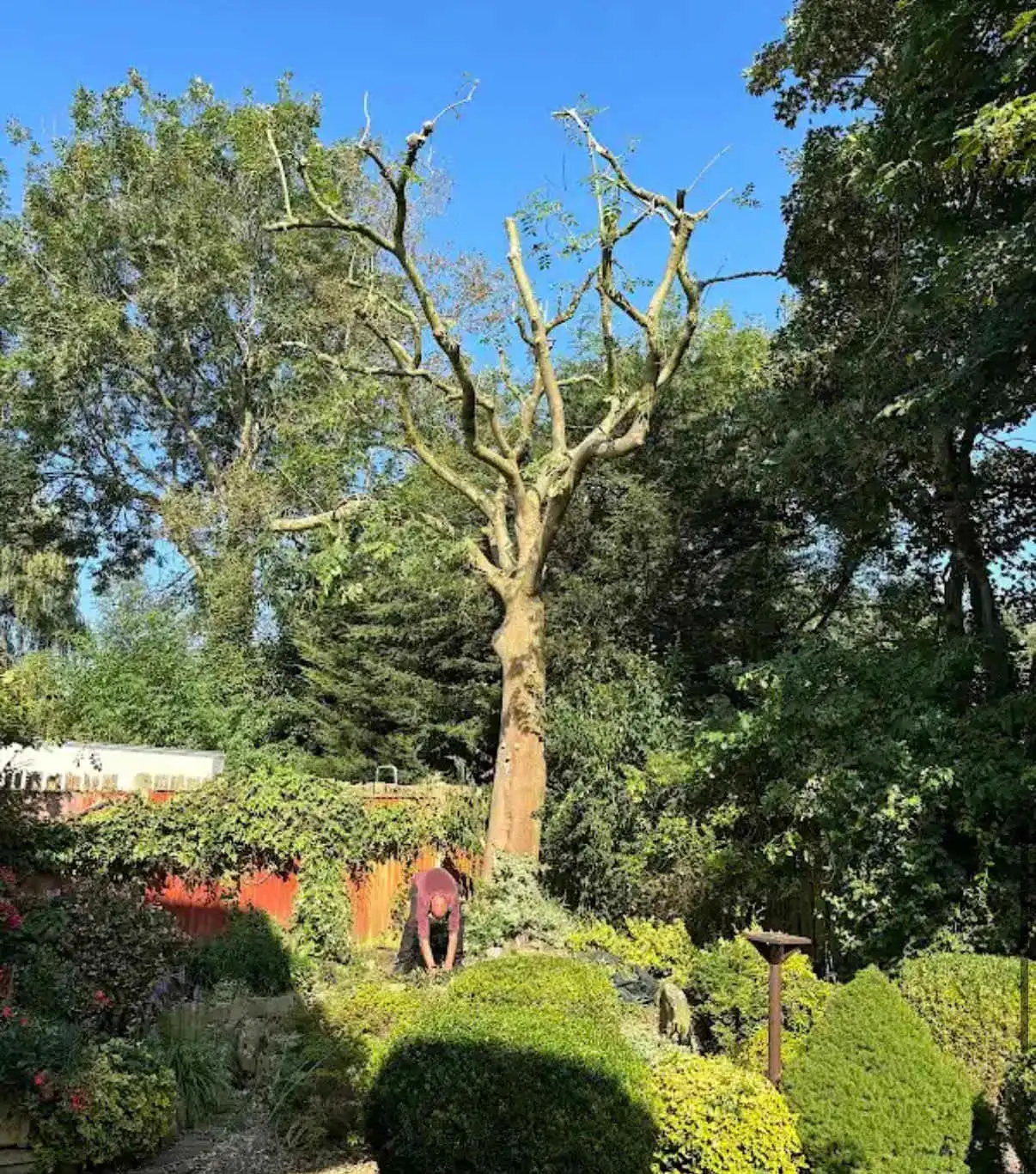 Images Tree Doctors & Landscaping