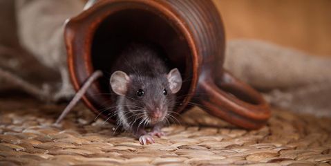 3 Signs Your Home Might Be Infested With Mice Taylor's Weed & Pest Control LLC Hobbs (575)492-9247
