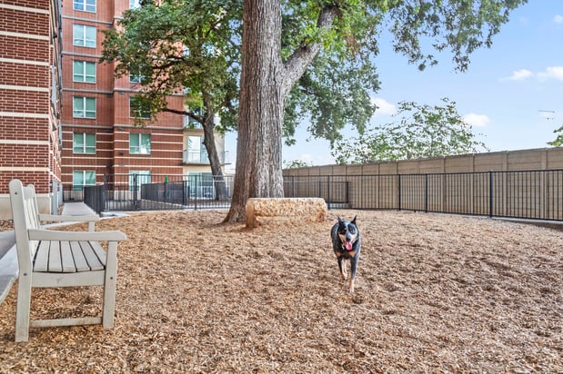Images Camden Rainey Street Apartments