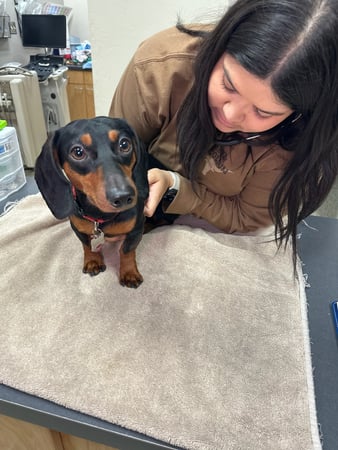 Images VCA Valley Animal Hospital of Sahuarita