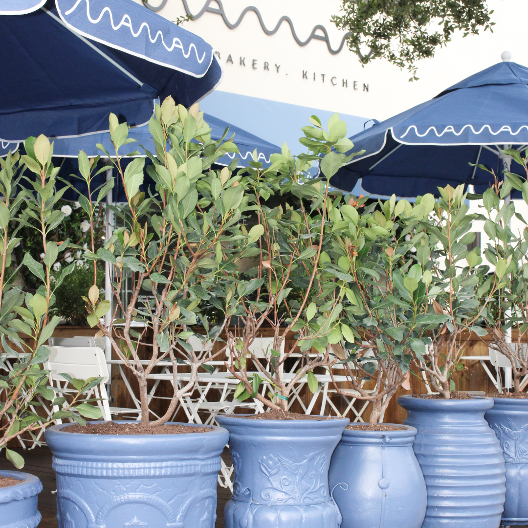 Blue ceramic planters and outdoor café seating welcome guests to maman Park Cities, offering a charm 