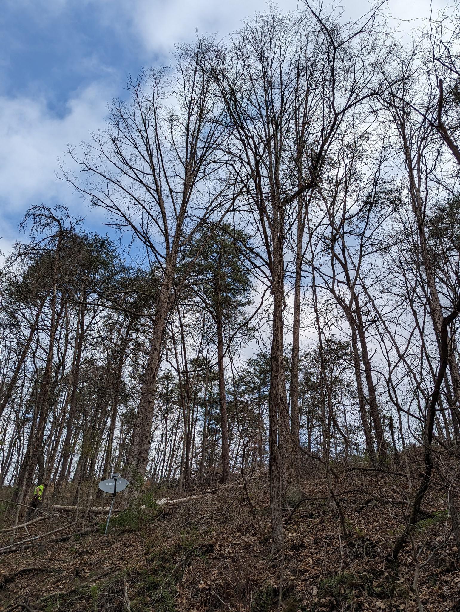 For businesses in Princeton, WV, Wyrick Tree Service offers professional commercial tree services. We understand the importance of a well-maintained landscape for your commercial property, and we deliver expert care to enhance its appeal and safety.