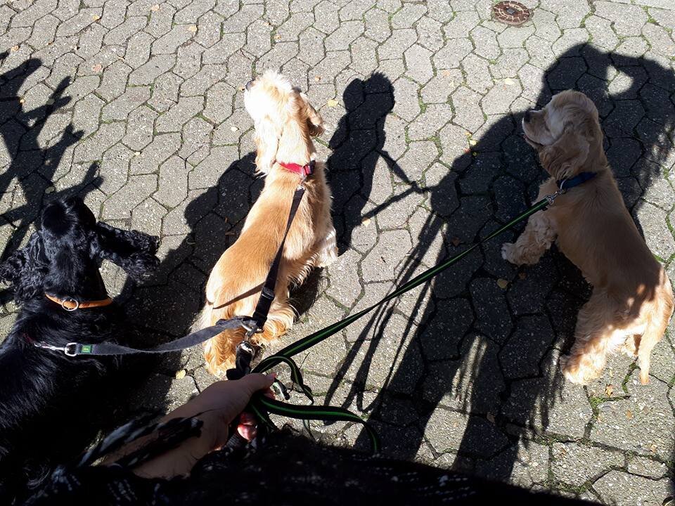 Bilder Hundezentrum Lapki