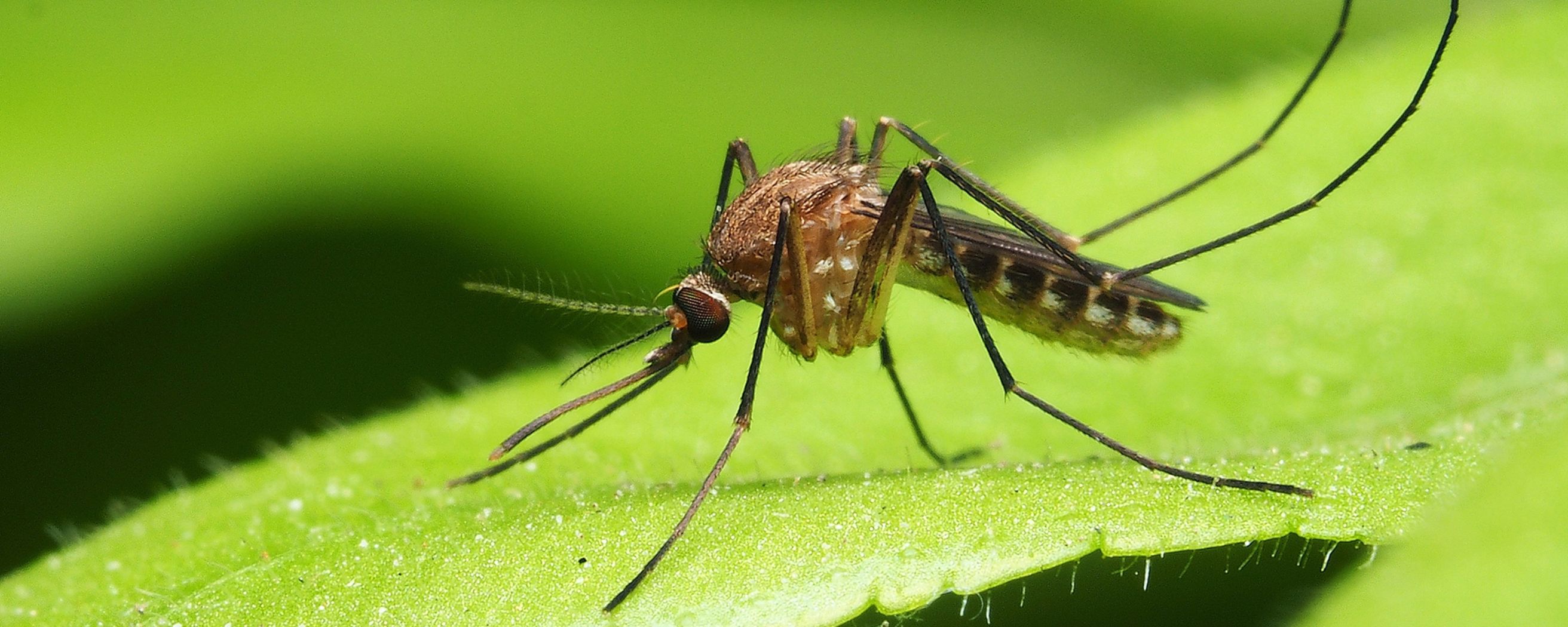 Bilder CIADIT SUISSE SA