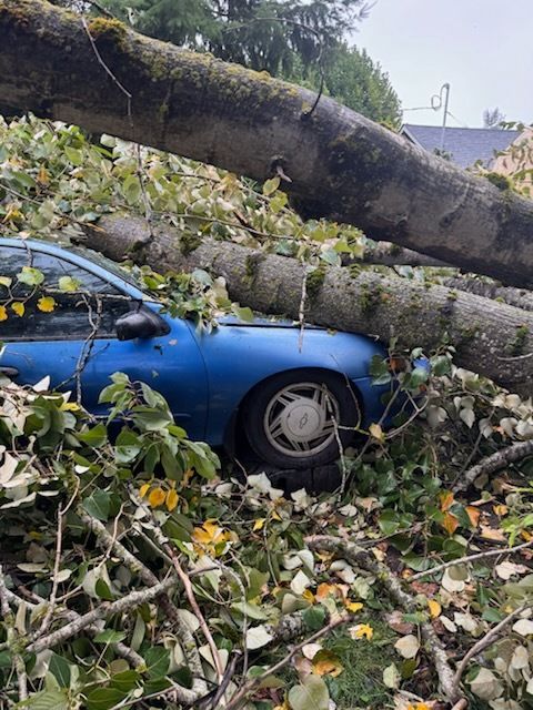 Large fallen tree trunks rest on top of a blue car, surrounded by broken branches and yellow-green leaves, showing storm damage that would require emergency tree removal.