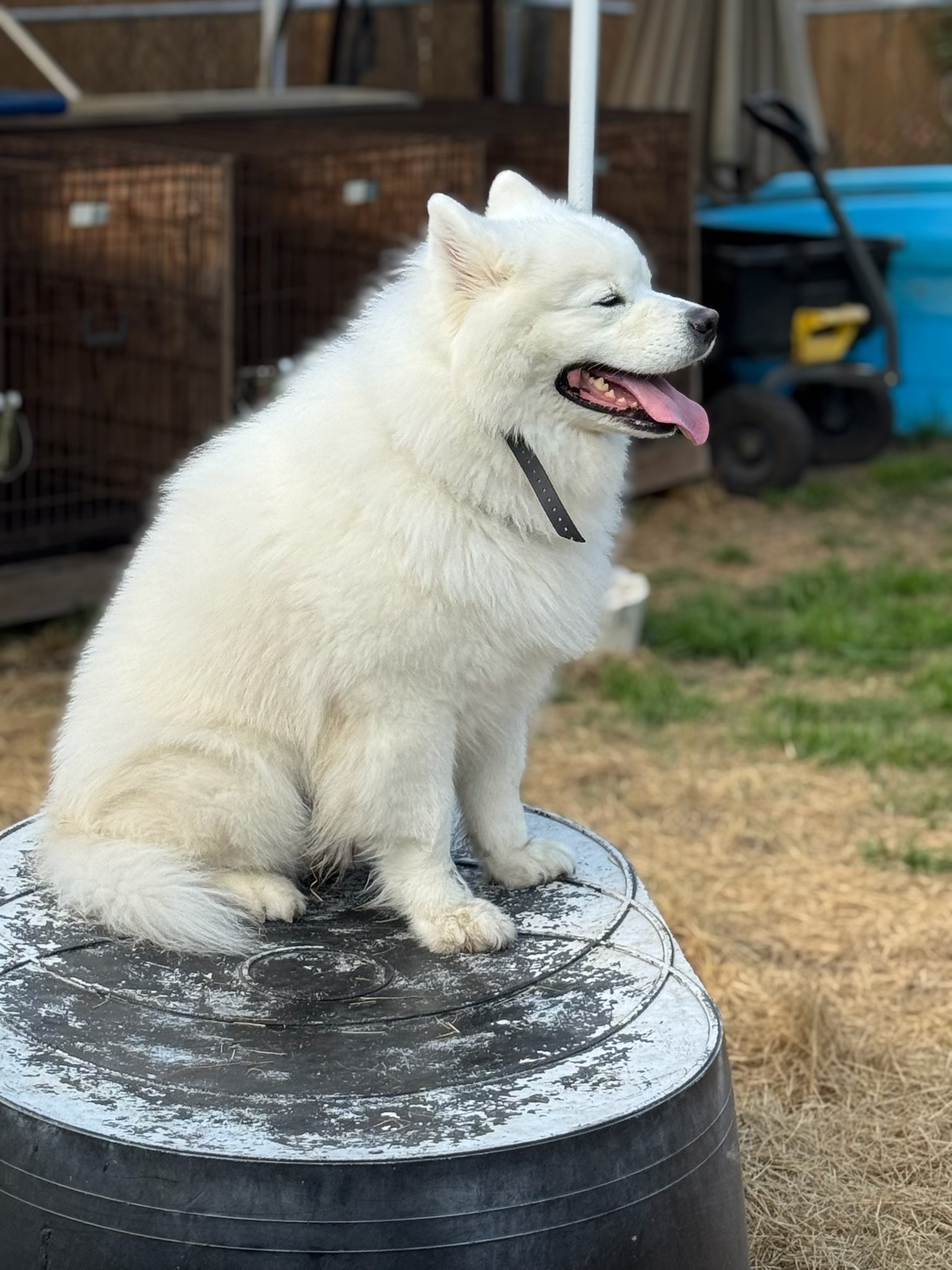 Russell's K9 Academy Image