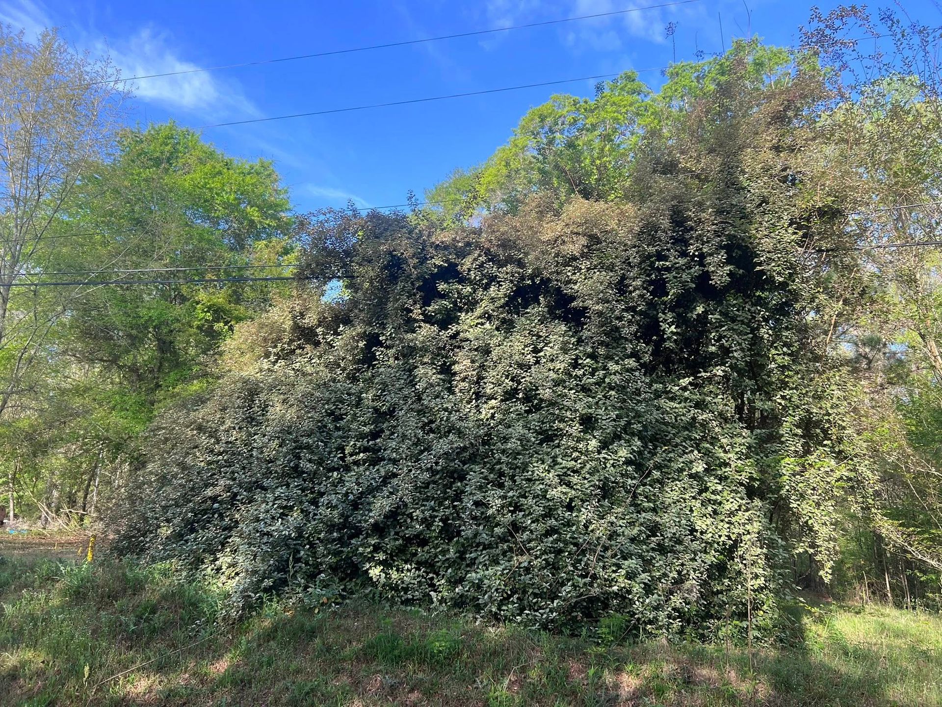 158 Earthworkz & Brush Cutting Image