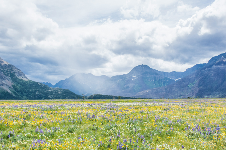 mountain range with flower feilds